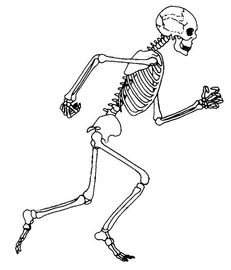 Running Skeleton Cliparts | Free Download Clip Art | Free Clip Art | on ...