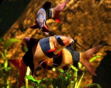 clown-loach-bottom-feeders - Tropical Fish Care