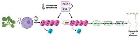 Plants Free Full Text The Epigenetic Mechanisms Underlying