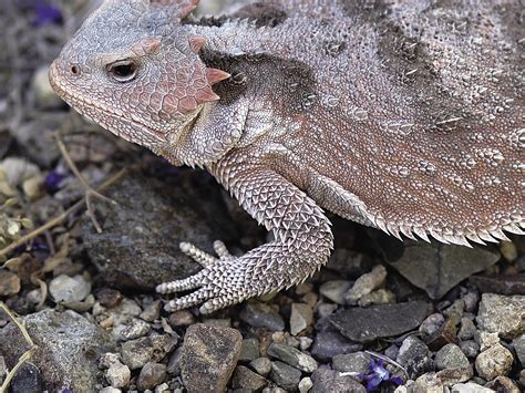 Horny Toad Vs Bearded Dragon