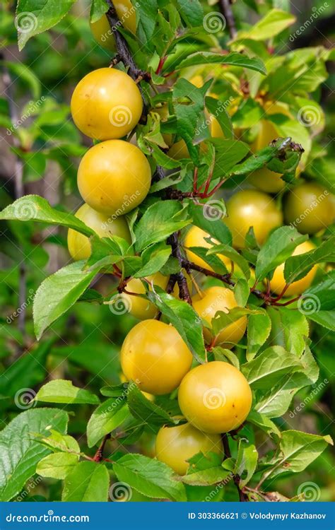 Ripe Yellow Cherry Plum Fruits Prunus Cerasifera Myrobalan Plum On A