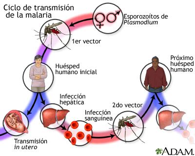 Malaria Medlineplus Enciclopedia M Dica Illustraci N