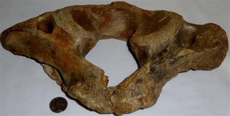 Lot - Authentic Prehistoric Fossil Dinosaur Bone from the Black Sea Region