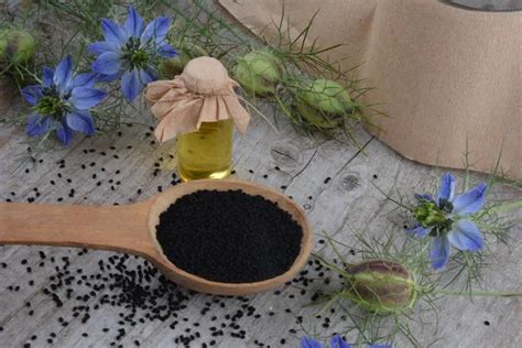 Planta medicinal Nigella sativa alcaravea negra también conocida como