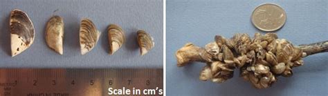 Protecting BC S Freshwaters Native Vs Non Native Mussels CKISS