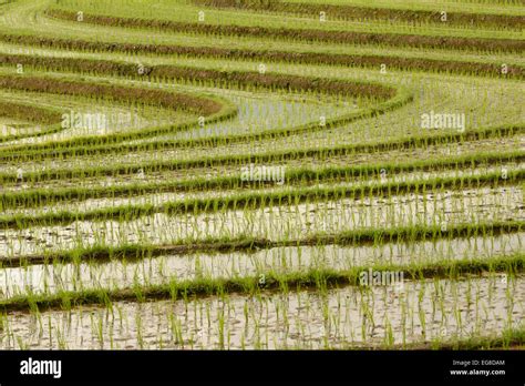 Asian Rice Oryza Sativa Growing In Terraced Field Bali Indonesia