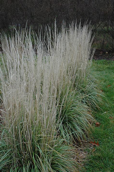 Avalanche Feather Reed Grass Calamagrostis X Acutiflora Avalanche In Inver Grove Heights