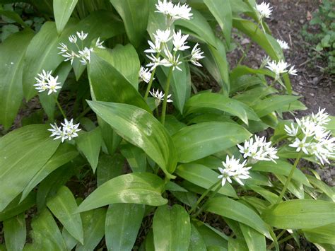 Baerlauch Allium Ursinum Pflanzn De