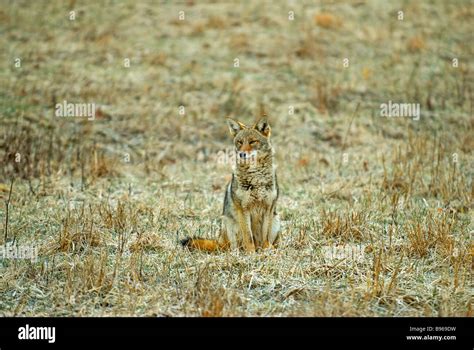 Coyote Sitting Upright In A Field At Cades Cove Great Smoky Mountains