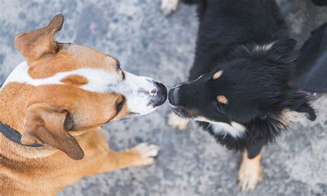 Introducing A New Dog To Your Dog At Home Dogs Playing For Life