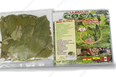 Coca Leaves From Peru Stock Image C021 0649 Science Photo Library