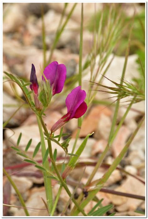 Algarrobilla Flora De Valdelatas INaturalist