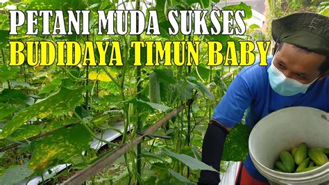 Petani Muda Sukses Budidaya Timun Baby YouTube