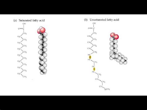 Масни киселини Биохемија YouTube