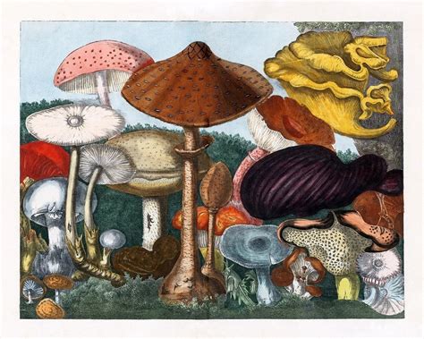 Vintage Magic Mushroom Print 3 Capricorn Press