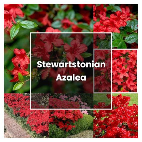 How To Grow Stewartstonian Azalea Plant Care And Tips Norwichgardener