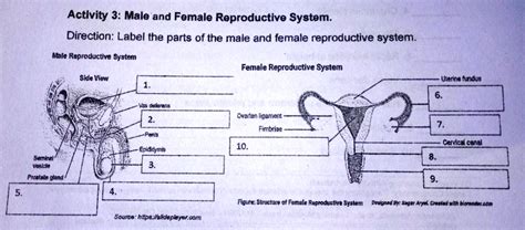 Activity 3 Male And Female Reproductive System Direction Label The Parts Of The Male And Female