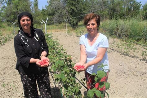 Ahududu Projesi İlk Meyvelerini Verdi