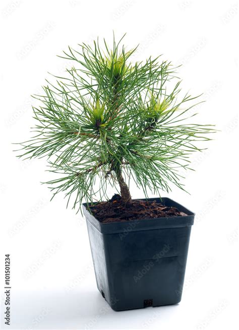 Pinus Sylvestris Globosa Viridis In A Pot Stock Photo Adobe Stock