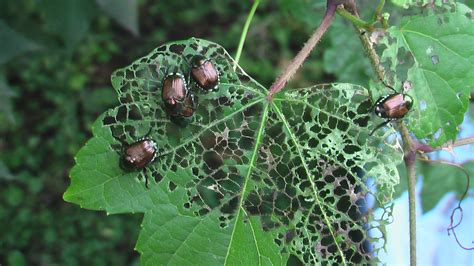 How to Get Rid Of Japanese Beetles | The Tree Center™