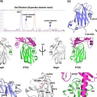 Presence Of A Lectin Domain In The Gnt Iva C Terminal Region A