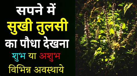 Sapne Me Tulsi Ka Sukha Podha Dekhna Sukha Tulsi Ka Paudha Sapne Me