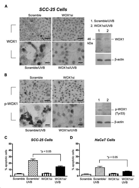 Wox Is Essential For Uvb Induced Apoptosis A Transient Expression Of