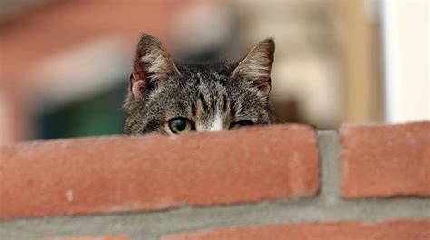 Lite Tra Vicini A Causa Del Gatto Romeo