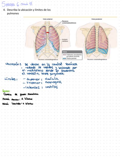 S6 A apuntes de clase Anatomía Semana 6 Sesión 11 Ubicación