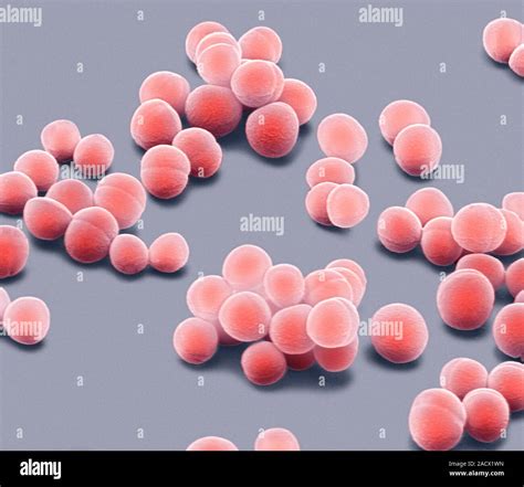 Staphylococcus Epidermidis Bacteria Coloured Scanning Electron Micrograph Sem These Gram