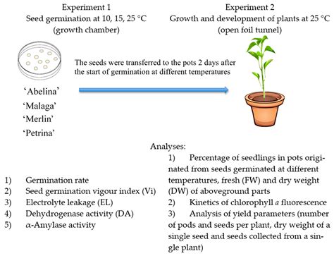 Corn Seed Germination Experiment