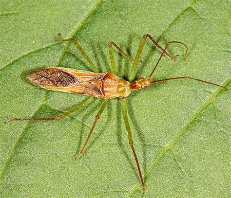 Reduviidae Zelus Renardii BugGuide Net