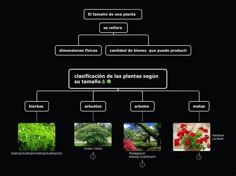 Clasificación De Las Plantas Según Su Tama Mind Map