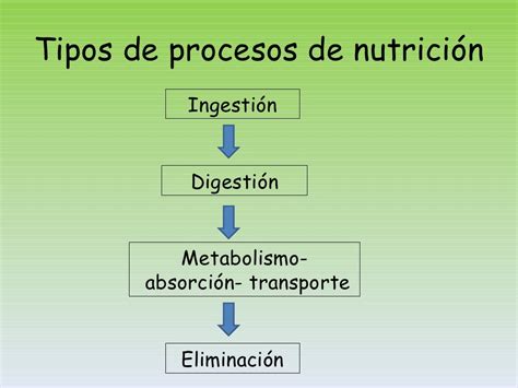 El Proceso De Nutrici N