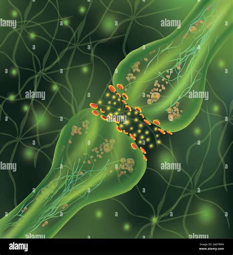 Signaling In The Brain Neural Connections In The Brain Form Thoughts