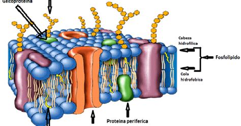 Biolog A Geograf A Para Secundaria La Membrana Celular