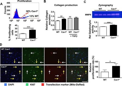 Interaction Between Wild Type And Mutant Cav1 A Co Transfection Of