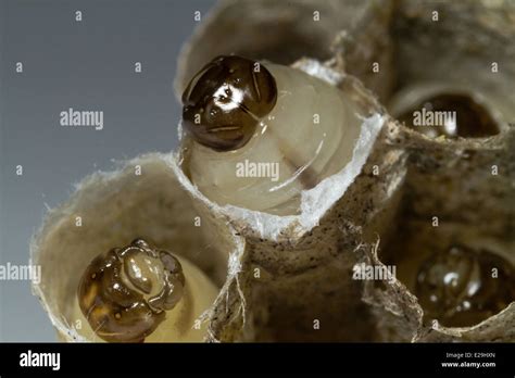 Larvae Bee Hi Res Stock Photography And Images Alamy