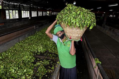 In Sri Lanka, Organic Farming Went Catastrophically Wrong – Ilankai ...