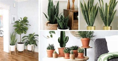 Melhores Plantas Para Ter Dentro De Casa Bau Das Dicas