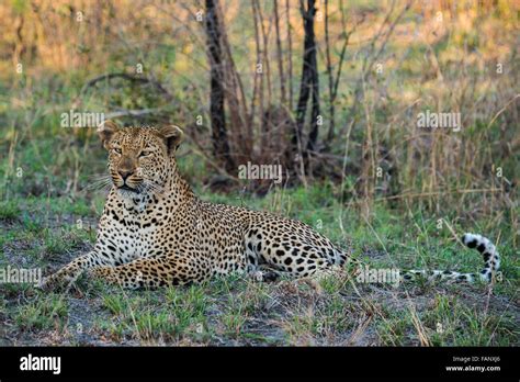 Leopard Panthera Pardus Male Sabie Sands Game Reserve Sabi Sabi