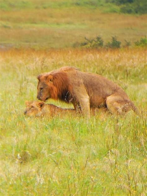 Nairobi Park David Sheldrick Girraffe Center Day Tour Getyourguide