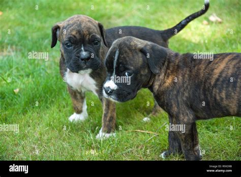 Two brown-black boxer puppies standing on the grass Stock Photo - Alamy