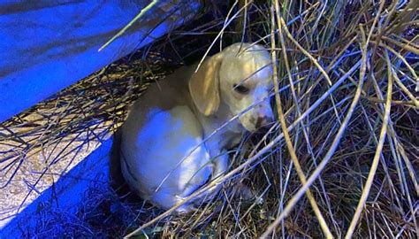 Cagnolino Abbandonato Sul Ciglio Della Strada Viene Salvato Dalla