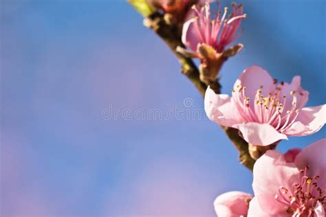 Spring Close Up Of Beautiful Nectarine Tree Pink Blooming Flower With