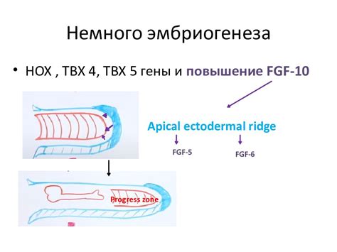 Синдактилия — презентация