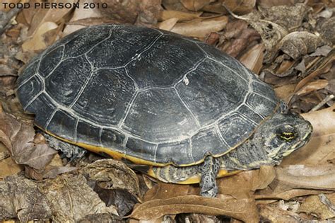 Deirochelys Reticularia Chicken Turtle Adult From Western Flickr