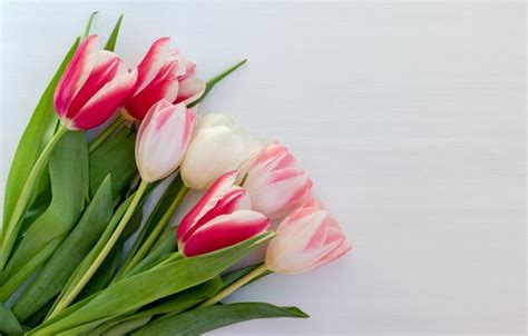 Premium Photo | Bouquet of tulips