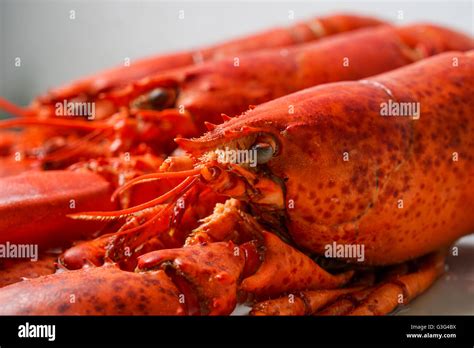 Cooked Red Lobsters Served On White Plate Ready For Eating Stock Photo