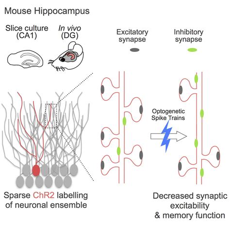 Homeostatic Plasticity In The Hippocampus Facilitates Memory Extinction